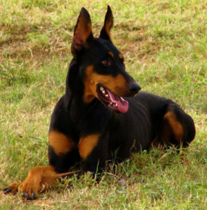 Guard Dog